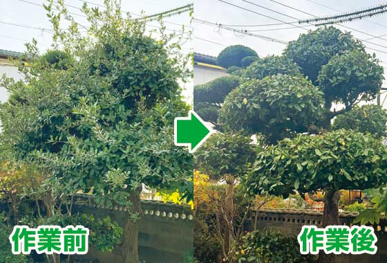 剪定作業の前と後の写真