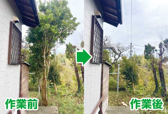 伐採作業の前と後の写真