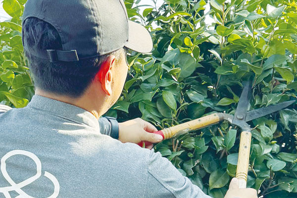 剪定・伐採作業の様子