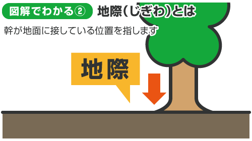 図解でわかる2：地際（じぎわ）とは
